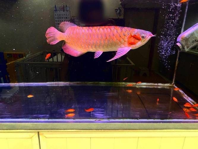 祥龍魚場和帝龍漁業哪個更值得一游，帝龍漁業和祥龍魚場哪個更值得一游？