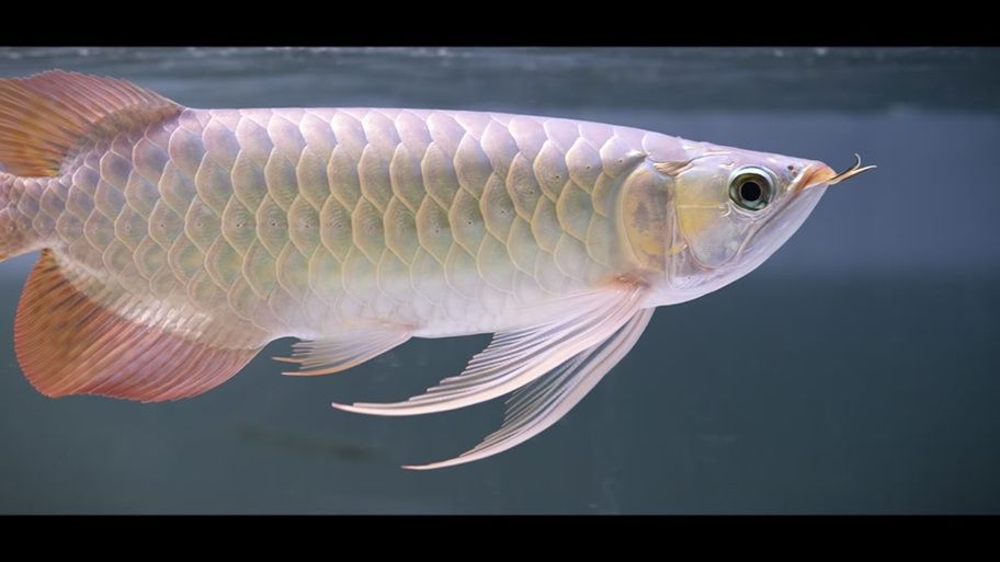 祥龍魚場和帝龍漁業哪個更值得一游，帝龍漁業和祥龍魚場哪個更值得一游？