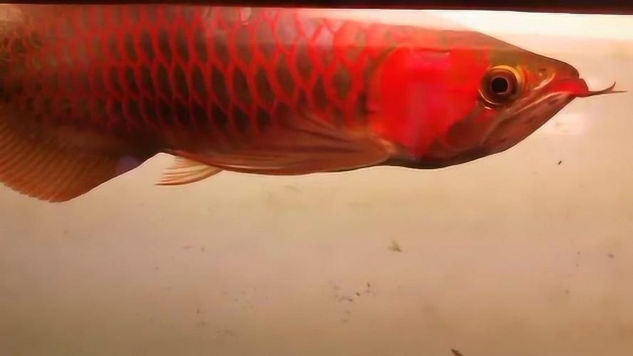 祥龍魚場和帝龍漁業哪個更值得一游，帝龍漁業和祥龍魚場哪個更值得一游？