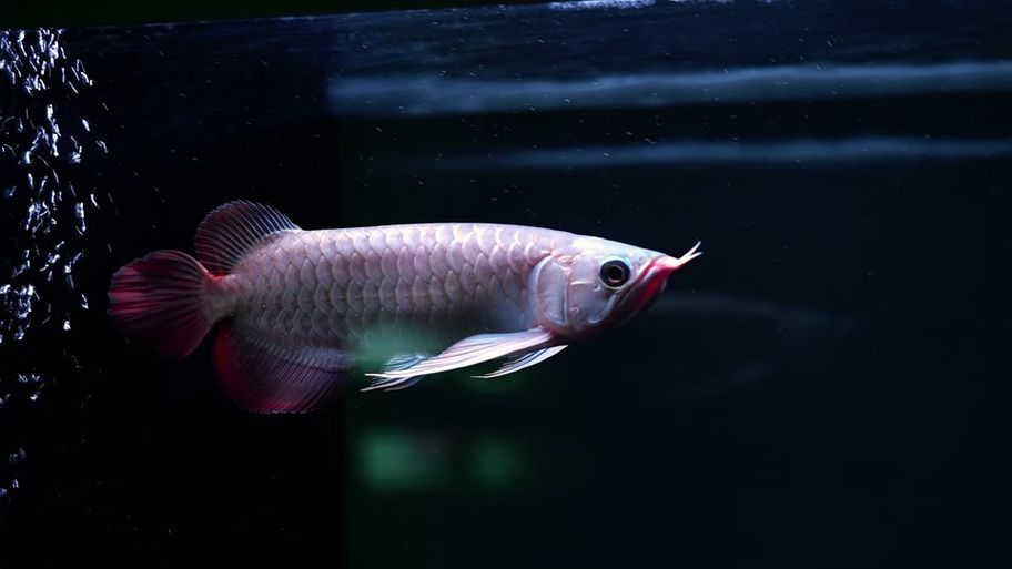 祥龍魚場和帝龍漁業哪個更值得一游，帝龍漁業和祥龍魚場哪個更值得一游？