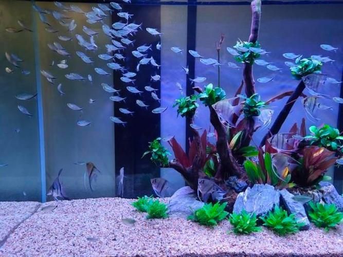 如何配置胭脂孔雀龍魚的魚缸，胭脂孔雀龍魚缸配置