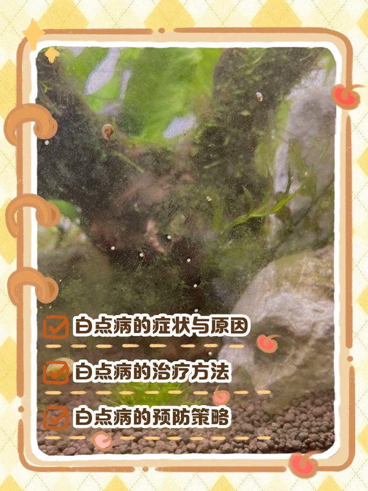 給我一些預防龍魚爛鰭和白點病的具體操作