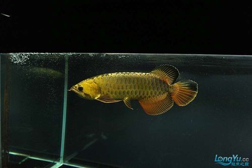 給我一些辨別立達金龍魚真偽的圖片，立達金龍魚的真偽鑒別方法