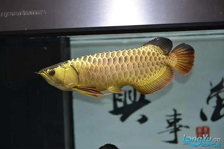 給我一些辨別立達金龍魚真偽的圖片，立達金龍魚的真偽鑒別方法