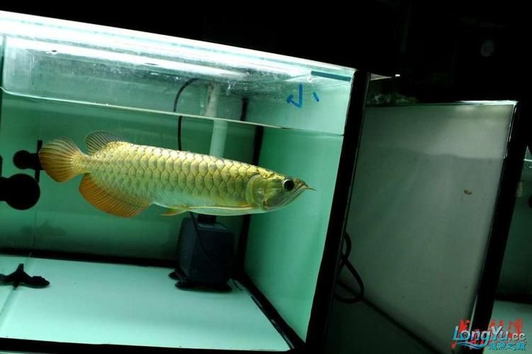 給我一些辨別立達金龍魚真偽的圖片，立達金龍魚的真偽鑒別方法