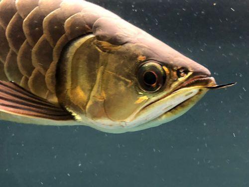 給我一些辨別立達金龍魚真偽的圖片，立達金龍魚的真偽鑒別方法