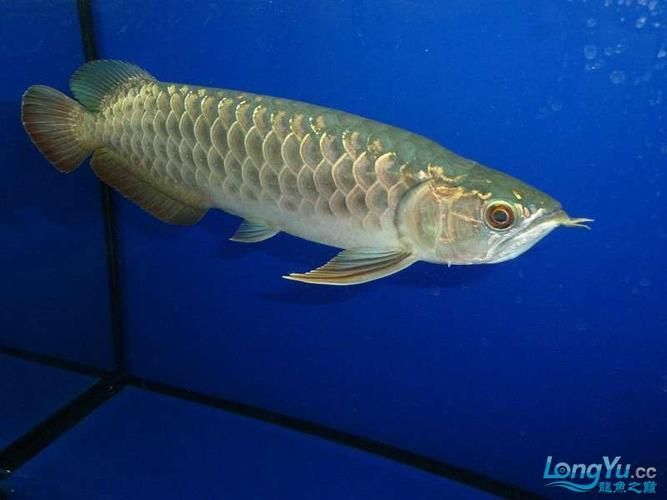 李亞四龍魚有哪些稀有品種，新加坡著名龍魚繁殖家李亞四龍魚繁殖家李亞四龍魚