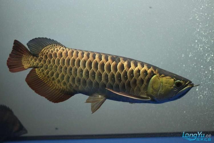 李亞四龍魚有哪些稀有品種，新加坡著名龍魚繁殖家李亞四龍魚繁殖家李亞四龍魚