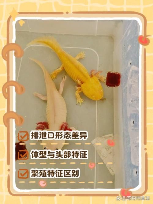 給我一些辨別恐龍魚真偽的實例圖片，如何辨別恐龍魚的真偽？