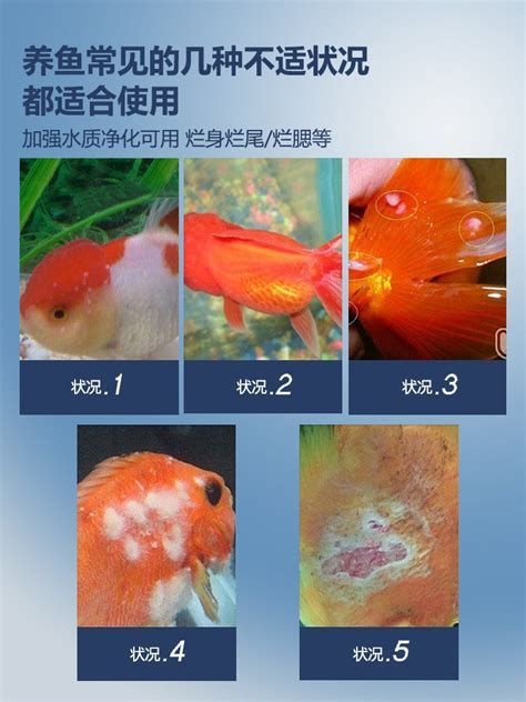 金魚爛尾怎么治療最快，如何快速治療金魚爛尾