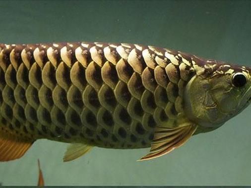 如何鑒別黃吉金龍魚的品質(zhì)