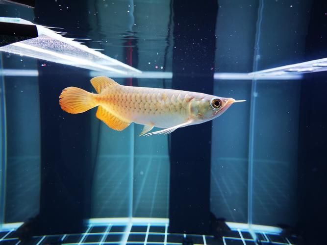 給我一些辨別真假榕江龍魚的圖片對比，如何辨別真假榕江龍魚