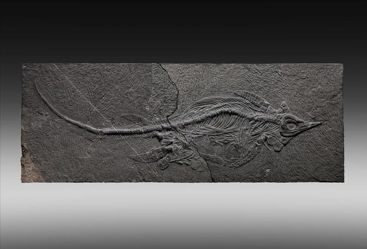 龍魚VS虎鯨，龍魚與虎鯨的基礎知識
