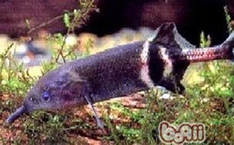 非洲象鼻魚，非洲奇特的象鼻魚 非洲象鼻魚，非洲奇特的象鼻魚 龍魚百科 第2張