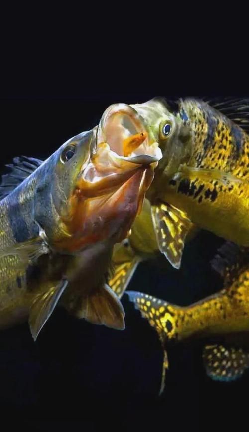 能否提供永春龍魚養殖的圖片或視頻，關于永春龍魚養殖的基本要點