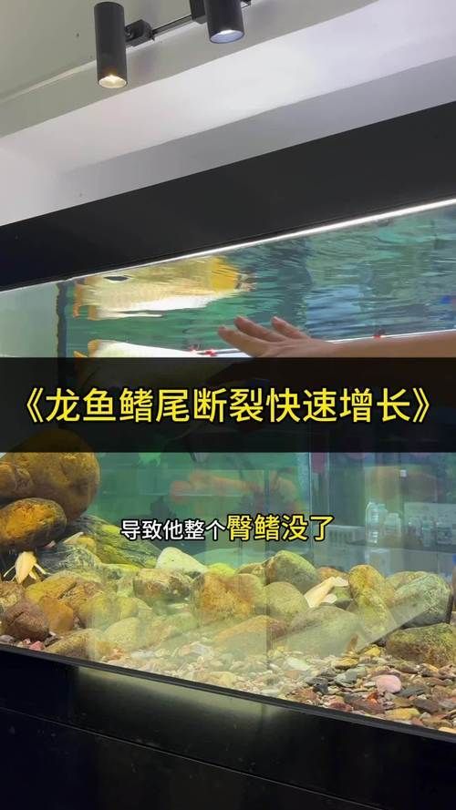 如何判斷龍魚是否成功康復(fù)，如何判斷龍魚是否康復(fù)