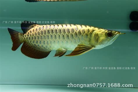 龍魚有哪些著名的品種？，亞洲龍魚主要著名品種