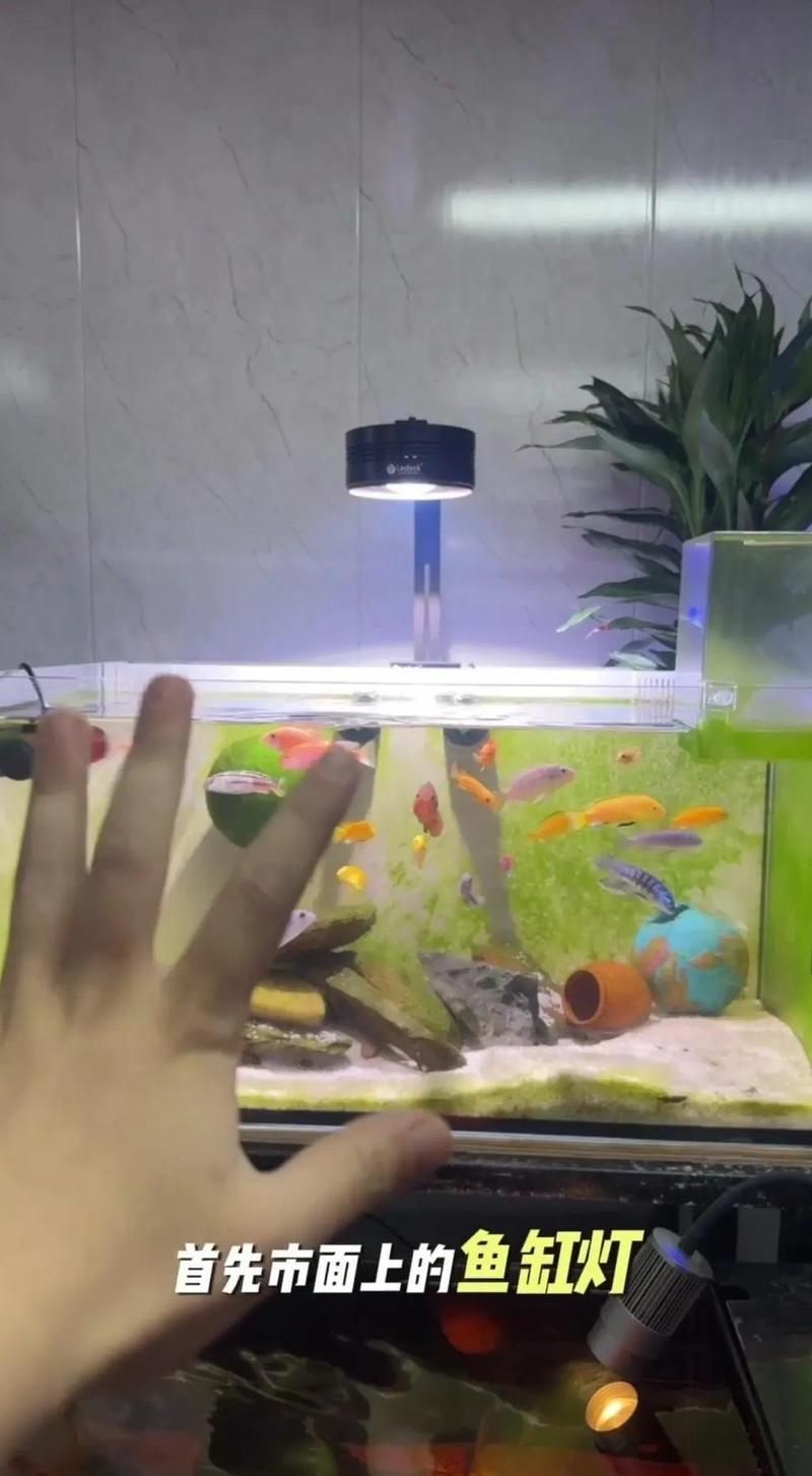 如何選擇適合龍魚的三基色燈？，刀鋒x求詳解如何選擇適合龍魚三基色燈