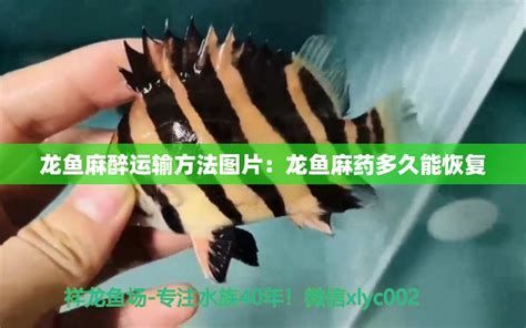 龍魚鱗片撞松后需要換藥嗎？，魚鱗片撞松后是否需要換藥取決于多種因素，龍魚鱗片撞松后需要換藥