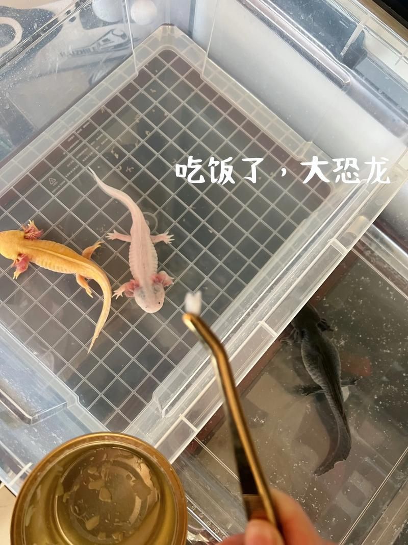 惡龍肚子變大撐爆，奇幻作品中“惡龍肚子變大撐爆”結局暗示了過度擴張終將自毀