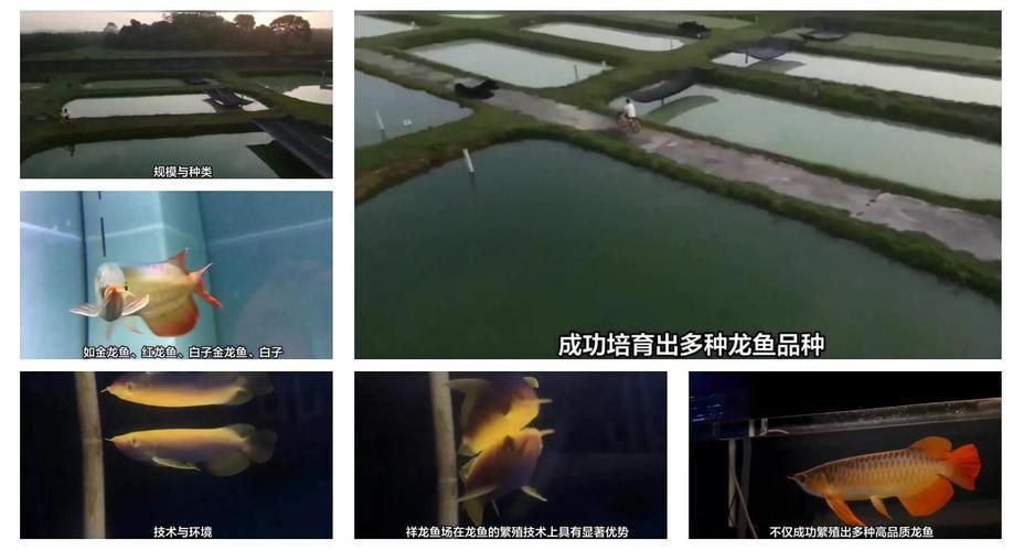 有哪些知名的馬來西亞龍魚漁場，馬來西亞龍魚漁場有哪些？