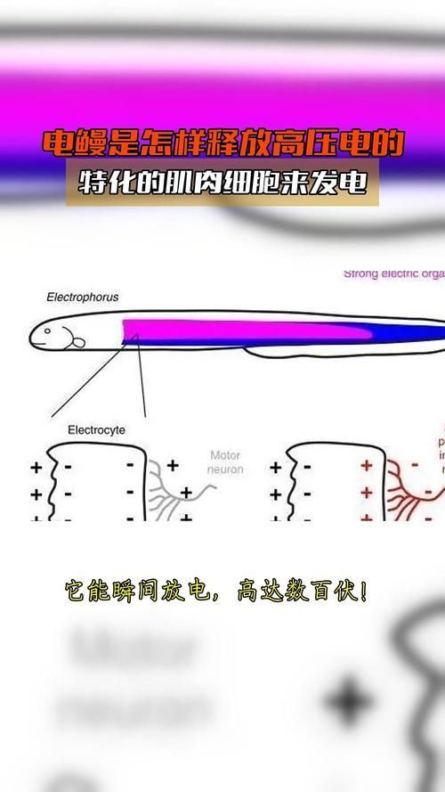 電鰻和龍魚在現代醫學中有何研究，電鰻和龍魚在現代醫學研究中的重要性體現在現代醫學中的重要性