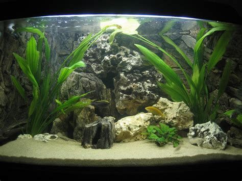 魚缸，魚缸搭建與維護