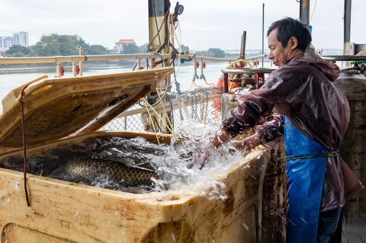 脆魚和龍魚哪個更有投資價值，脆肉鯇養殖實景圖、龍魚投資價值對比分析