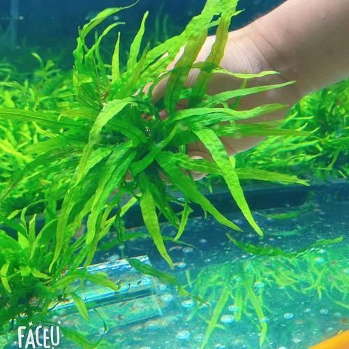 給我推薦一些適合小火龍魚的水草，關于小火龍魚的水草推薦
