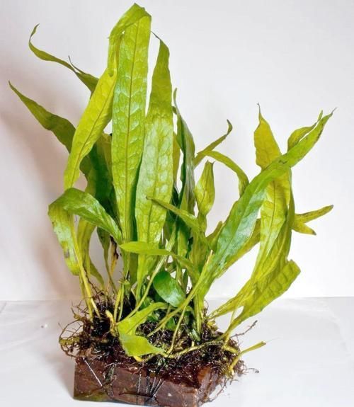 給我推薦一些適合小火龍魚的水草，關于小火龍魚的水草推薦