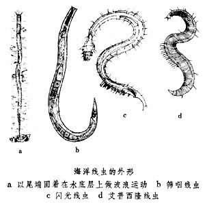 鲅魚肚子里成團白線寄生蟲，關于鲅魚（如藍點馬鮫魚、青占魚等）腹部出現成團白線寄生蟲現象