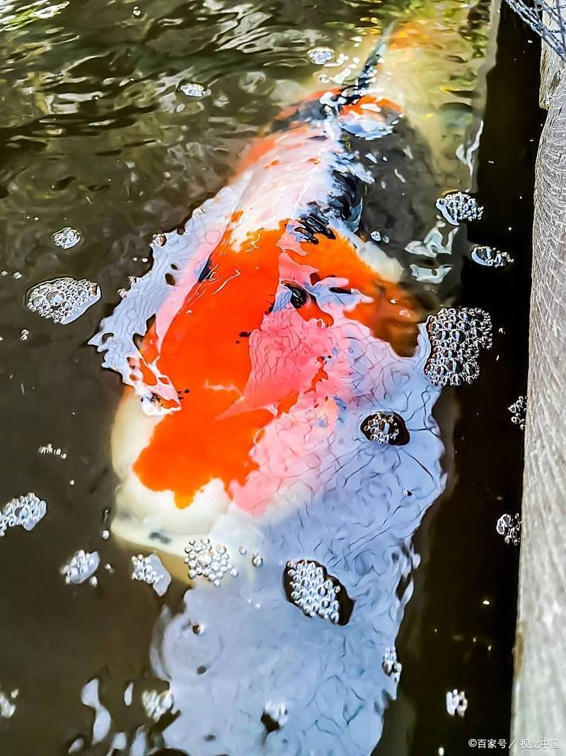 錦鯉爛尾爛鰭后多久能恢復，錦鯉爛尾爛尾爛鰭后會留下疤痕嗎