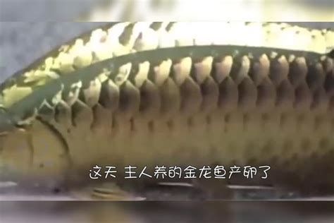 有哪些品種的龍魚(yú)幼苗可以推薦？，龍魚(yú)幼苗推薦