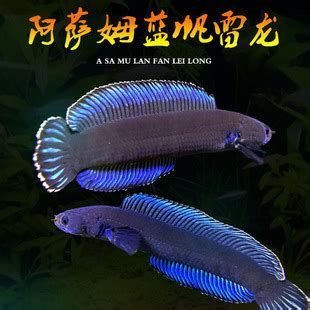 有哪些品種的龍魚(yú)幼苗可以推薦？，龍魚(yú)幼苗推薦