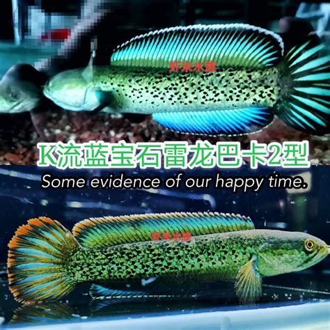 有哪些品種的龍魚(yú)幼苗可以推薦？，龍魚(yú)幼苗推薦