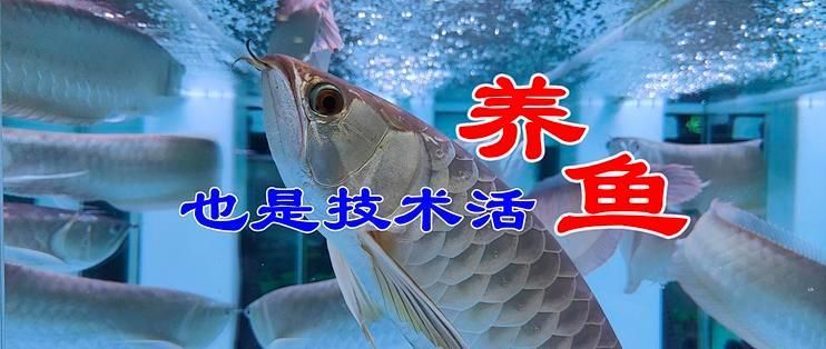 龍魚過世后，魚缸多久能恢復(fù)生機，魚過世后，魚缸多久能恢復(fù)生機，這4步讓生態(tài)缸恢復(fù)生機