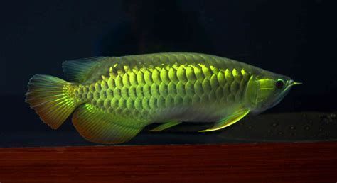 龍魚晚上需要開夜燈嗎？，新手養殖期/龍魚（亦稱龍骨魚、鱗龍等溫馨提示）