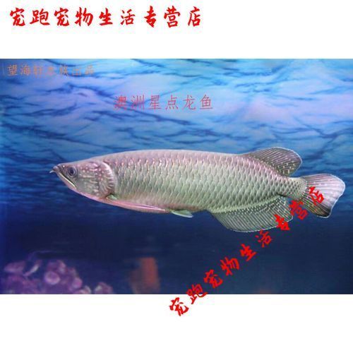 如何預防星點金龍魚生病，如何科學預防星點金龍魚生病