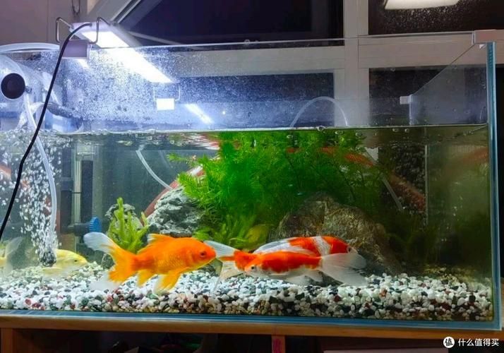 給我推薦幾款性價比高的金魚缸，幾款性價比高的金魚缸推薦