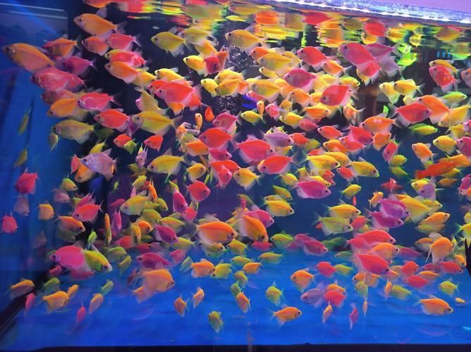 涪陵有哪些龍魚養(yǎng)殖俱樂(lè)部，關(guān)于涪陵龍魚養(yǎng)殖俱樂(lè)部