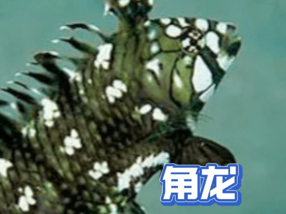 角龍魚（隆頭魚科魚類）的飼養(yǎng)環(huán)境如何？，角龍魚飼養(yǎng)參數(shù)速查表