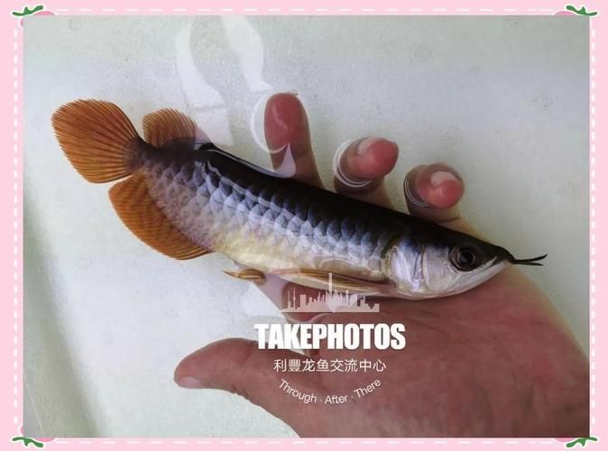 龍魚發(fā)色期如何搭配餌料質(zhì)量，龍魚發(fā)色分階段，飼養(yǎng)方法大揭秘！