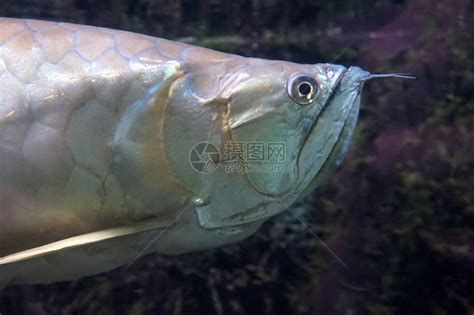 龍魚浮頭呼吸急促，龍魚浮頭呼吸急促怎么辦？
