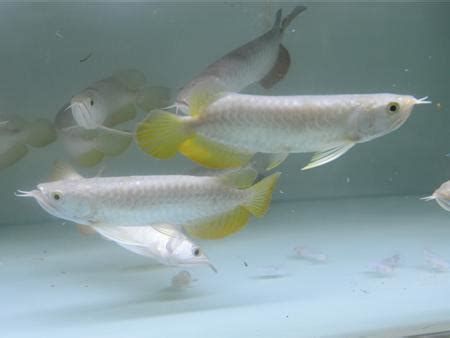 龍魚爛嘴病如何治療？，如何治療龍魚爛嘴病