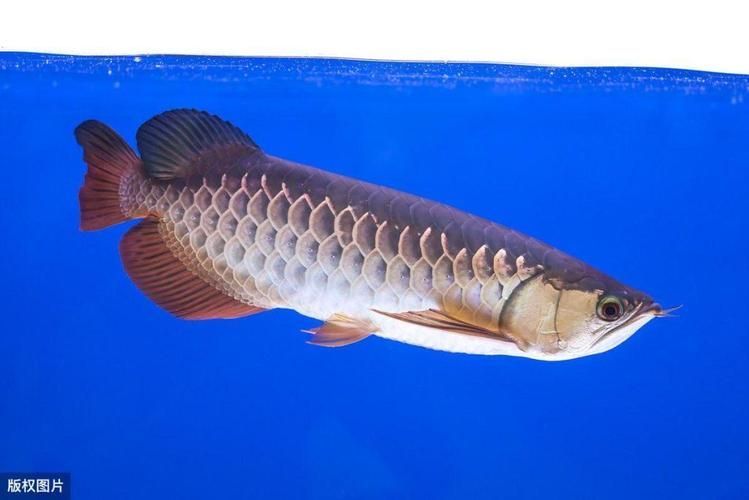 如何鑒別過背龍魚的品質，如何鑒別過背金龍魚
