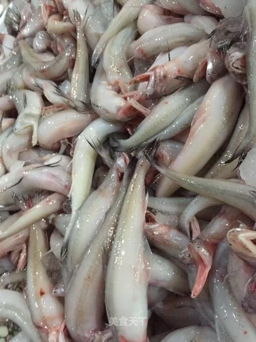 小白龍和白金龍魚哪個更稀有,白金龍魚和小白龍哪個更稀有 龍魚百科 第8張 小白龍和白金龍魚哪個更稀有,白金龍魚和小白龍哪個更稀有 小白龍和白金龍魚哪個更稀有,白金龍魚和小白龍哪個更稀有 龍魚百科 第8張