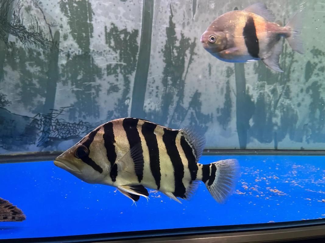 如何判斷虎斑恐龍魚的健康狀況，如何判斷虎斑恐龍魚健康狀況