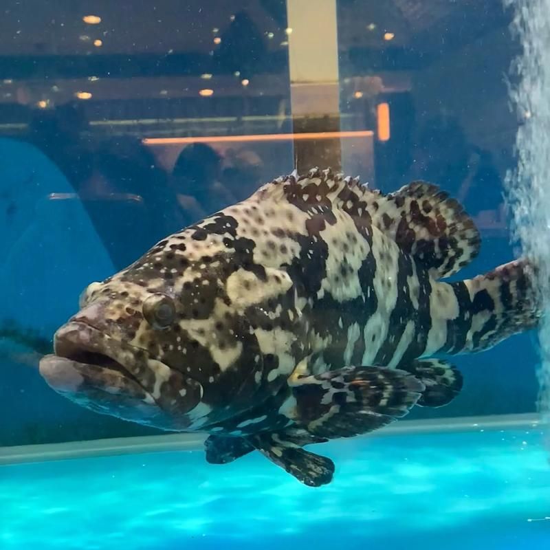 如何判斷虎斑恐龍魚的健康狀況，如何判斷虎斑恐龍魚健康狀況