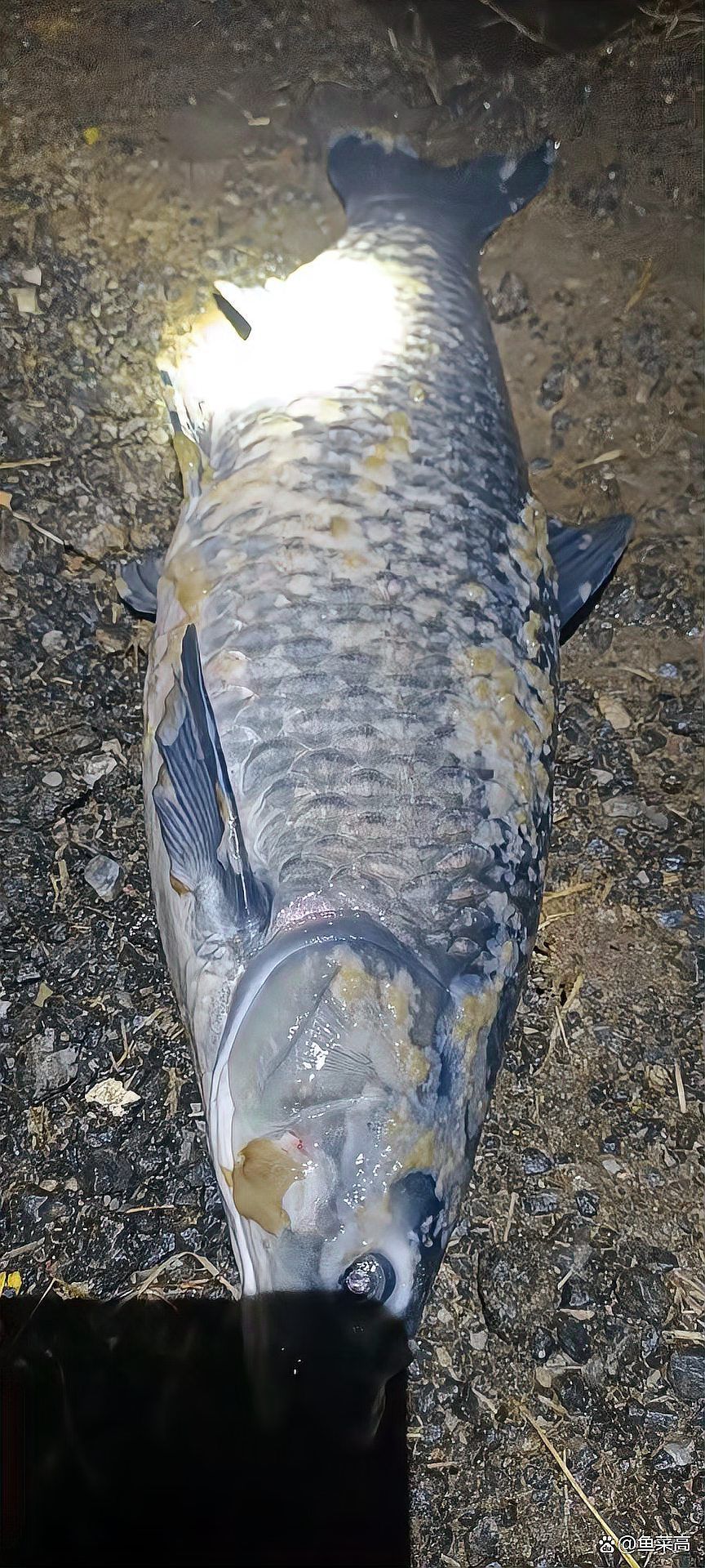 請(qǐng)?zhí)峁└嚓P(guān)于魚類真菌的信息，arxiv論文助手可獲取2023-2026年關(guān)于魚類真菌的最新論文