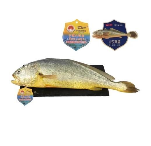 三都龍魚(yú)的市場(chǎng)價(jià)格走勢(shì)，三都港‘黃金龍’有機(jī)大黃魚(yú)市場(chǎng)價(jià)格走勢(shì)詳解